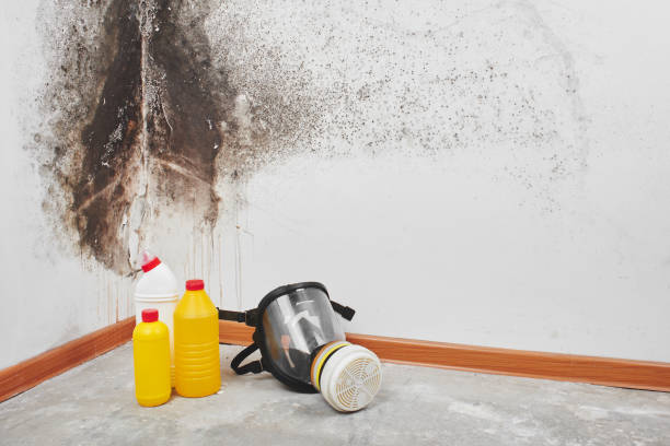 Best Affordable Mold Removal  in Tye, TX
