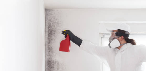 Best Affordable Mold Removal  in Tye, TX