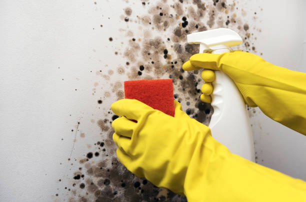 Best Certified Mold Removal  in Tye, TX